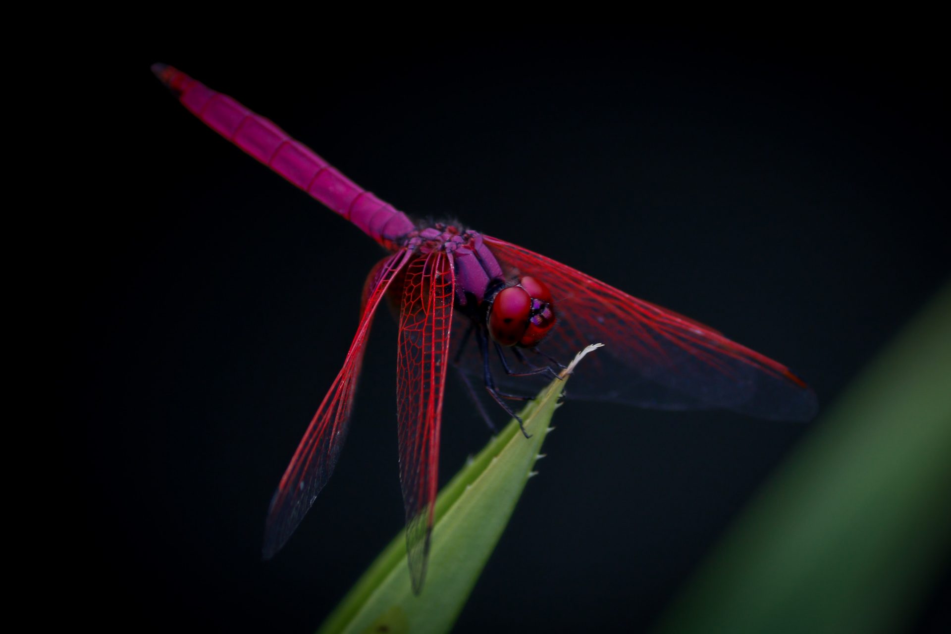 dragonfly capital crypto